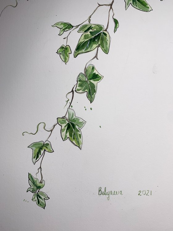 two sprigs of ivy