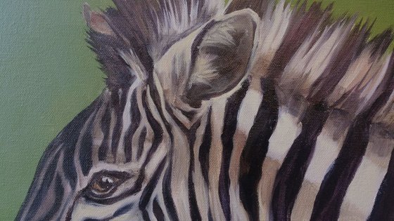 Zebra