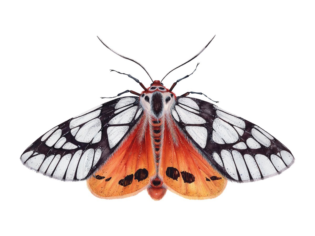 Areas galactina, the Milky Tiger Moth by Katya Shiova
