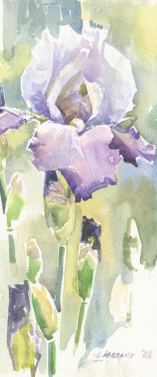 Purple iris flower with buds / ORIGINAL watercolor 11x15in (28x38cm) by Olha Malko
