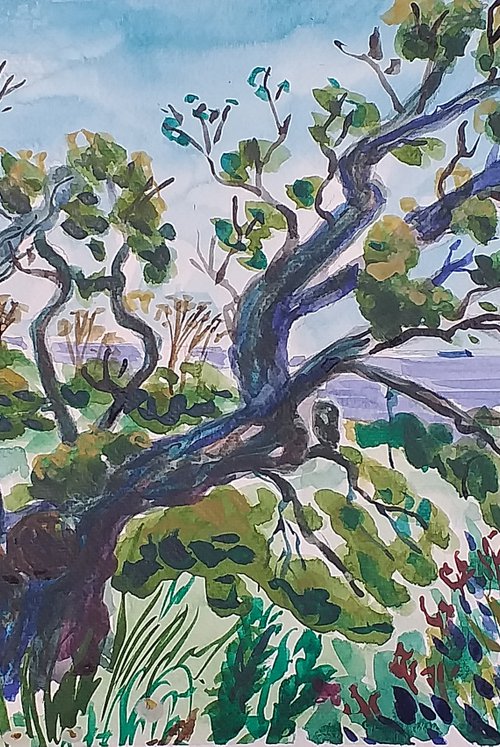 Cork Oak overlooking Bahia Las Rocas by Kirsty Wain