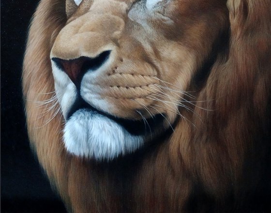 Lion portrait - 1