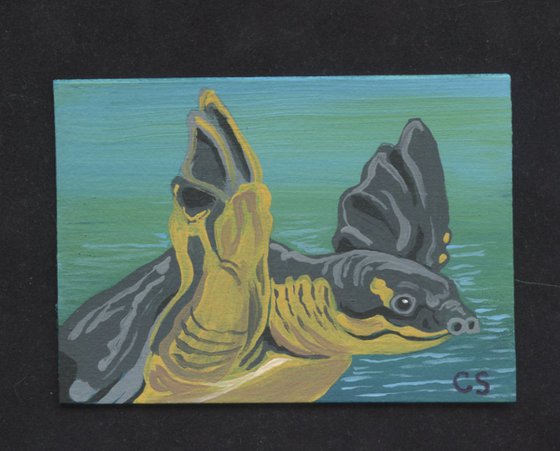 ACEO ATC Original Miniature Painting Fly River Pig Nosed Turtle  Wildlife Art-Carla Smale