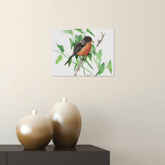 American Robin Bird Art