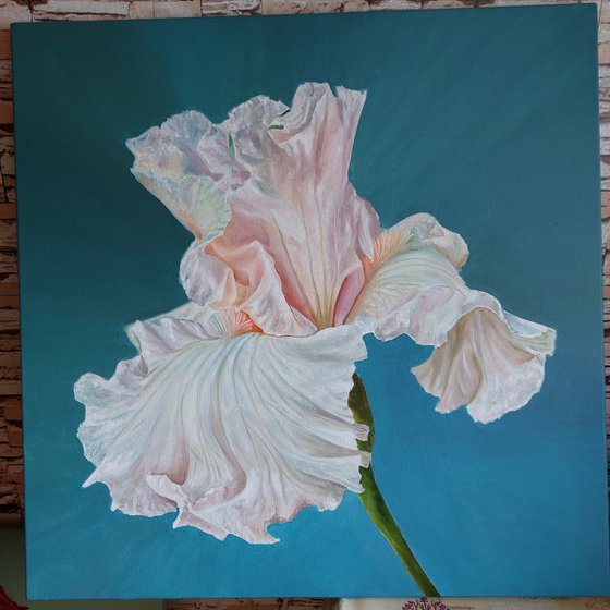 Iris