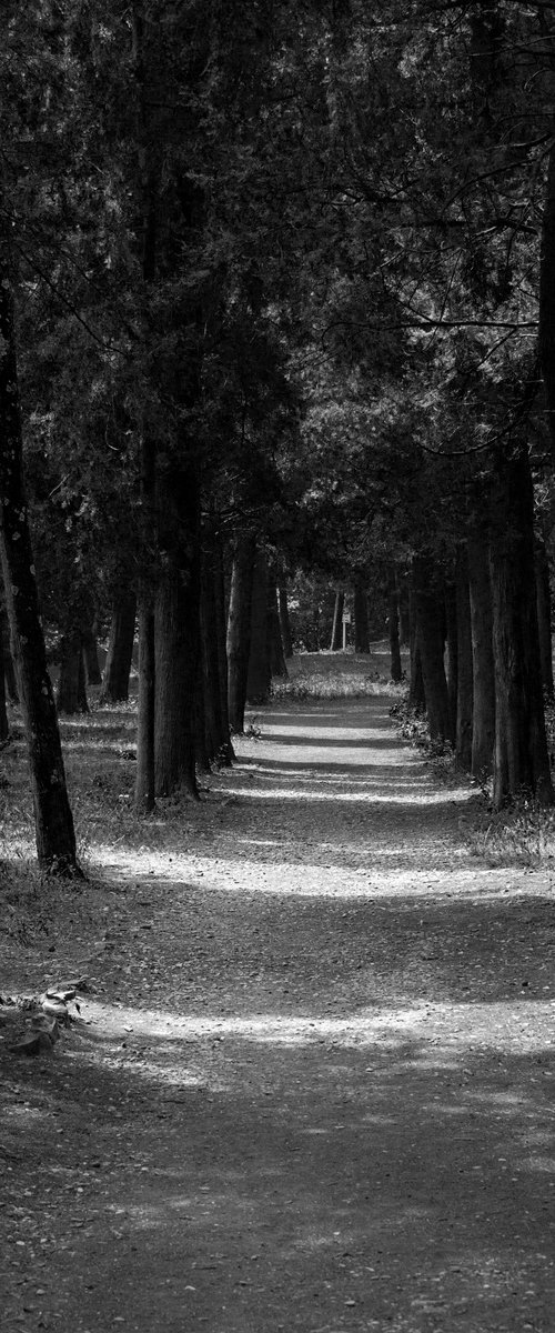 NT#88 Florence panorama and nature X by Mattia Paoli