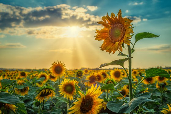 Sunflowers field