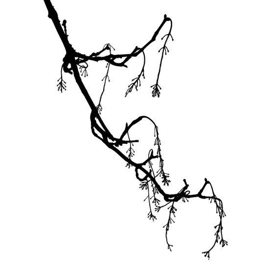 Baum 10