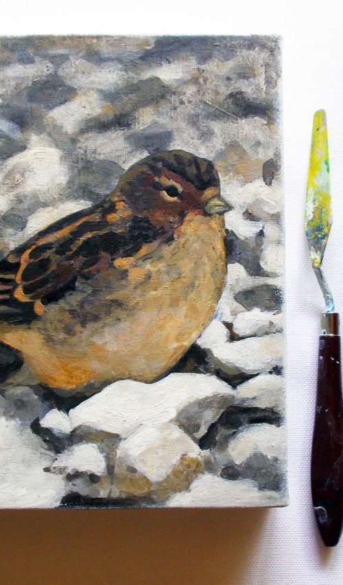 Camouflaged Sparrow by Adriana Vasile