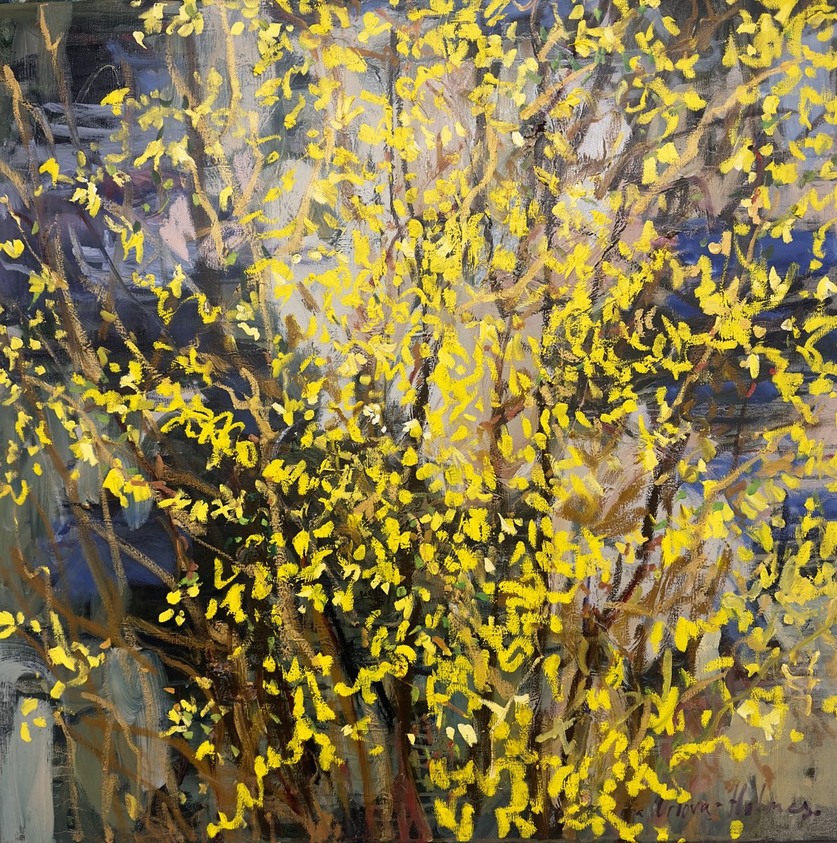 Expressive Landscape Oil Painting By Lilia Orlova-Holmes, 39 X 39", Forsythia Golden Bell, Original Artwork