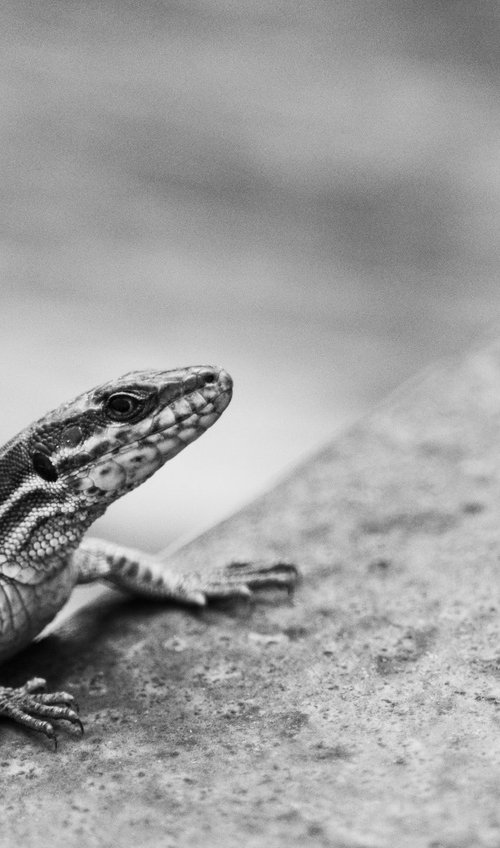 Lizard on Railway Tracks, Study I [Framed; also available unframed] by Charles Brabin