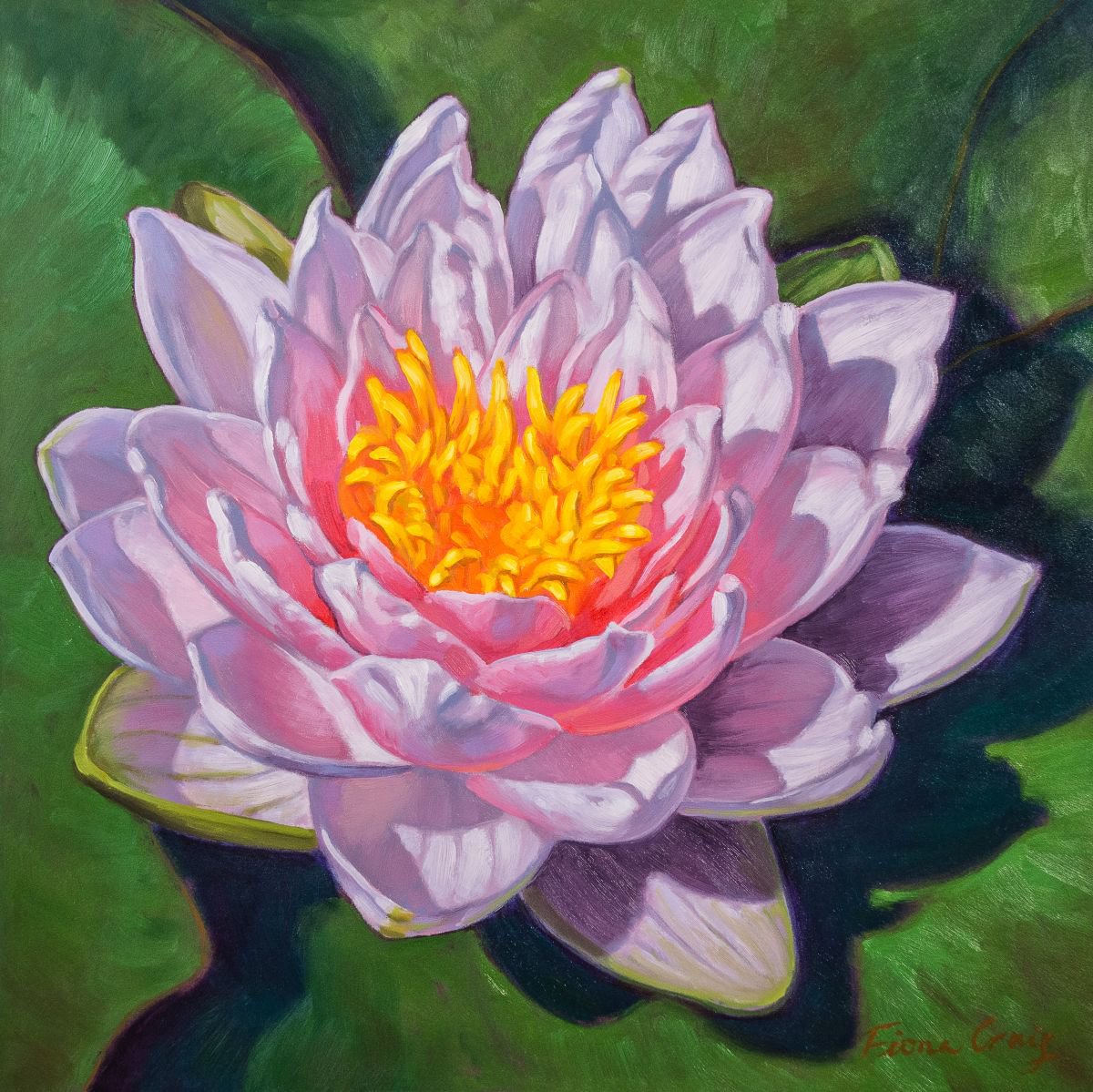 Water Lily Study 1 by Fiona Craig