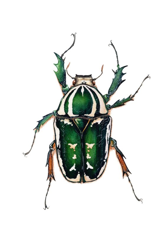 Mecynorhina torquata ugandensis, the Giant African Flower Beetle, female
