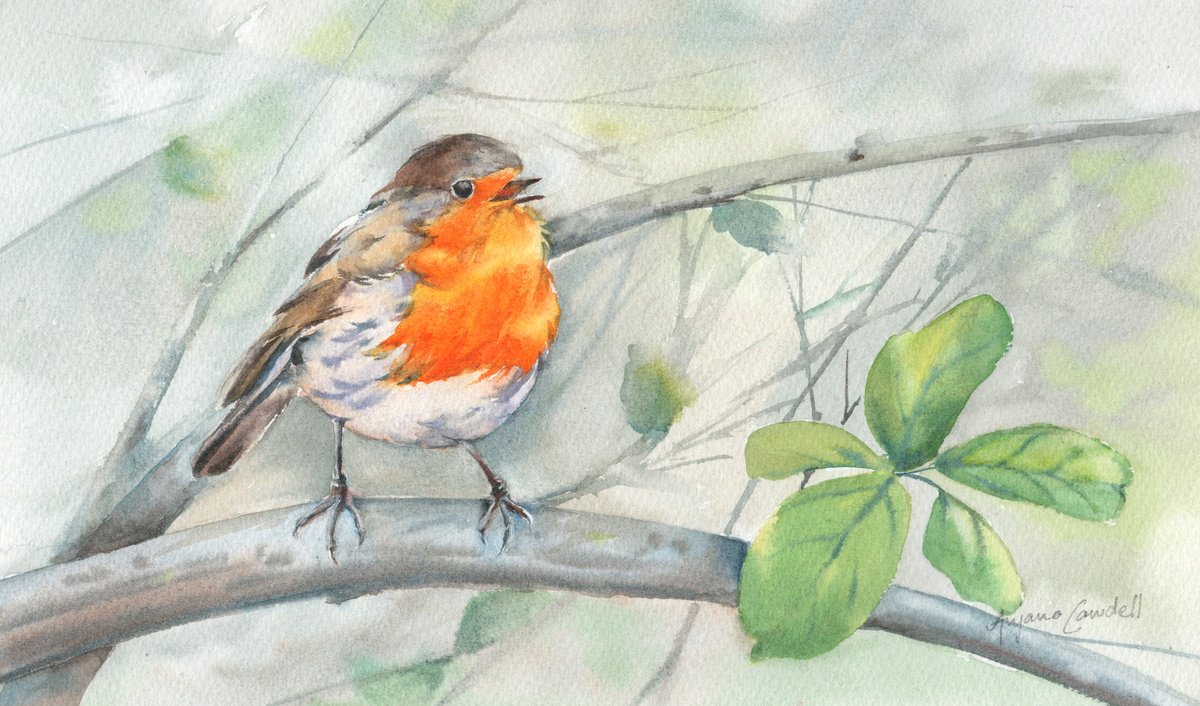 Singing Robin by Anjana Cawdell