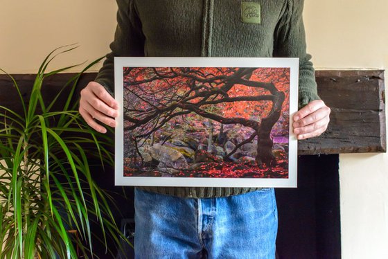 The Twisted Tree - Limited Edition Print