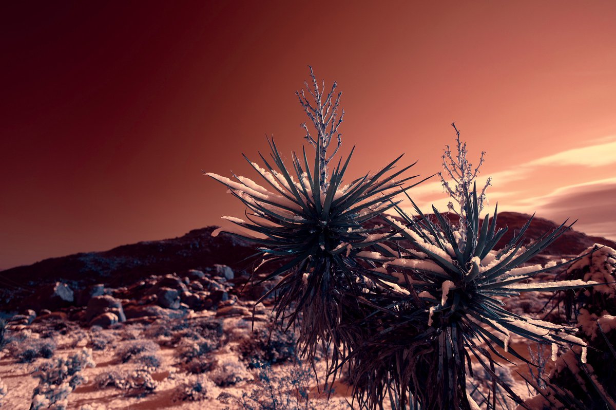 Mojave Winter by Mark Hannah