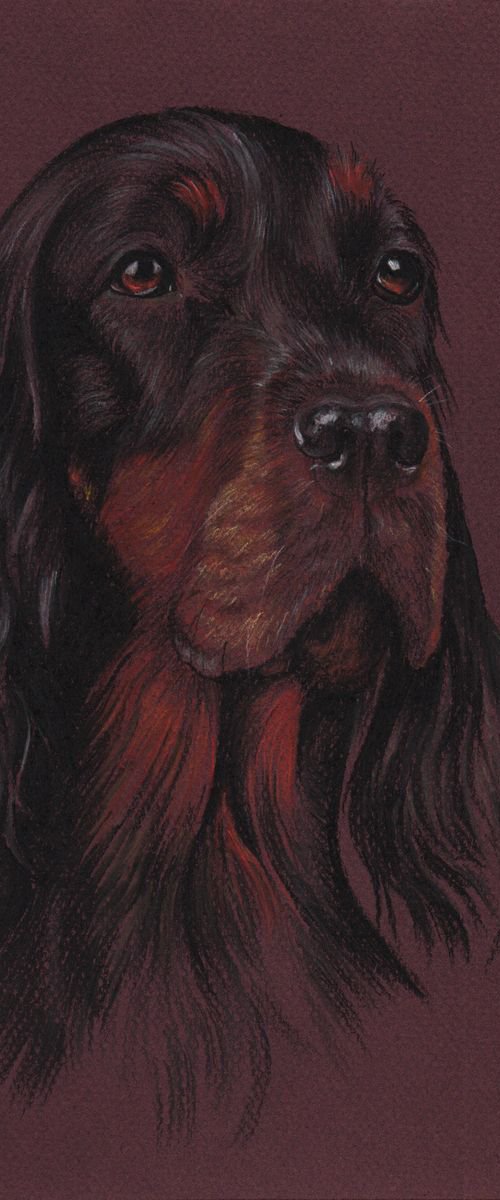 Pastel portrait of Setter Gordon - 21x30 cm by Olga Tsvetkova