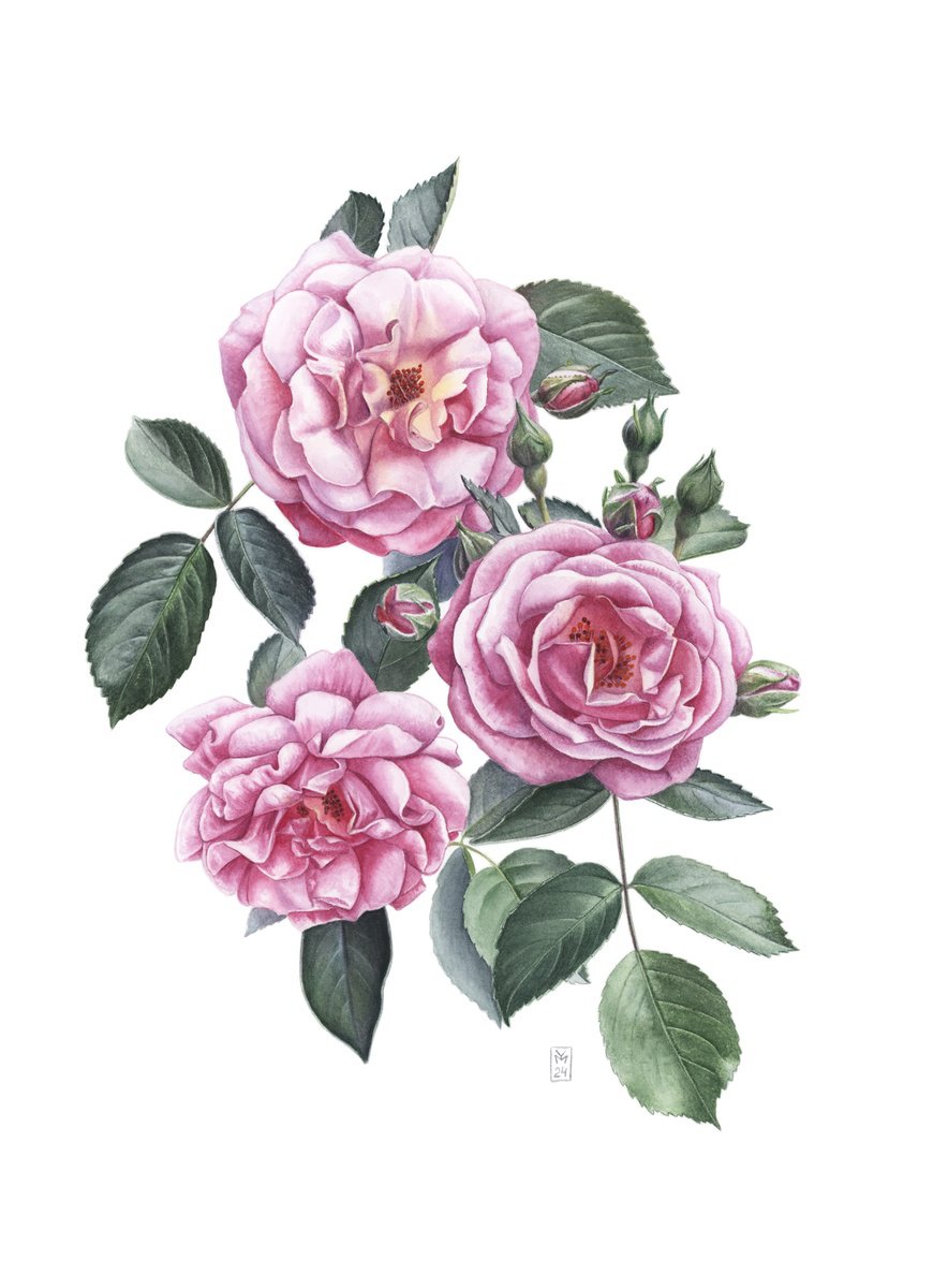 Photorealistic Watercolour , Rugosa Roses By Yuliia Moiseieva, 11 X 15, Artwork For Sale On Artfinder