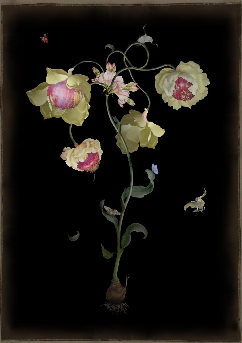 Surrealistic Botanical Giclee Print By Rosco Brittin, 17 X 23", Traveller