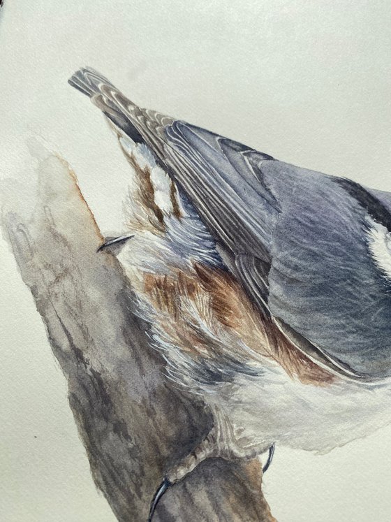 Nuthatch & sparrow chick (Set of 2)