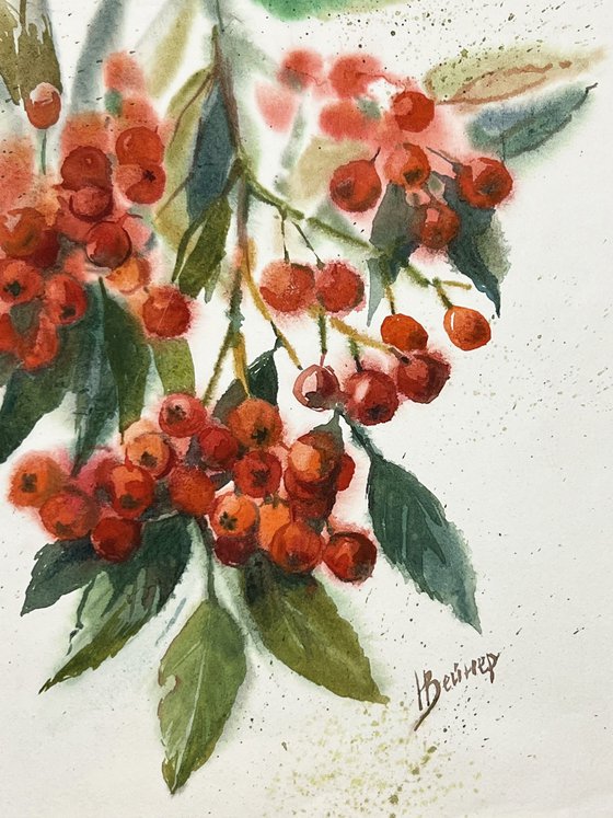 Autumn. Rowan berry clusters.