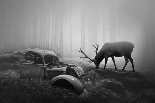 Autumn Deer by Tom Harris