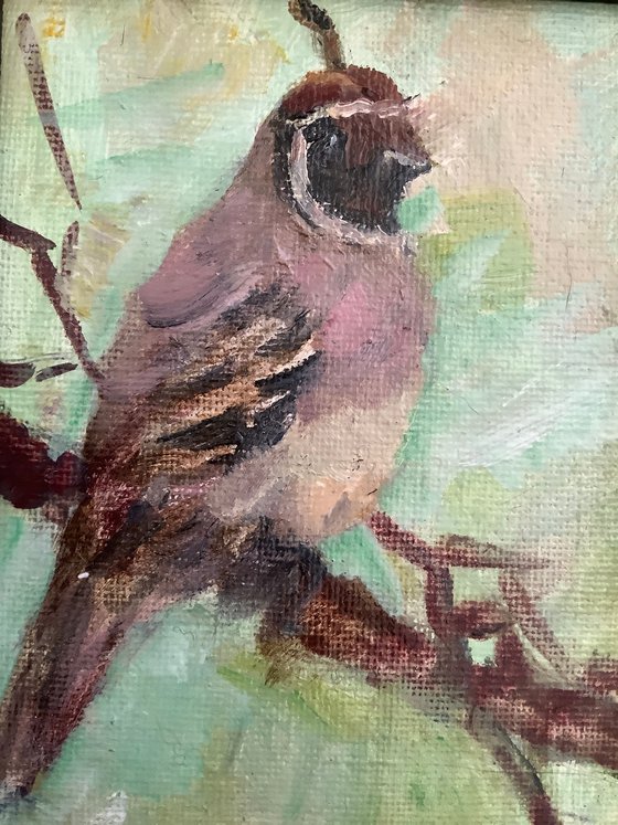 Quail