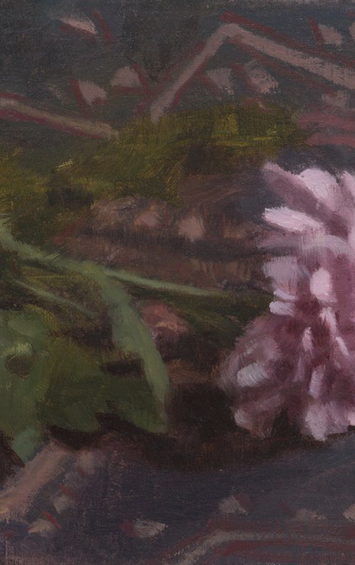Chrysanthemum by Daniel Thoms