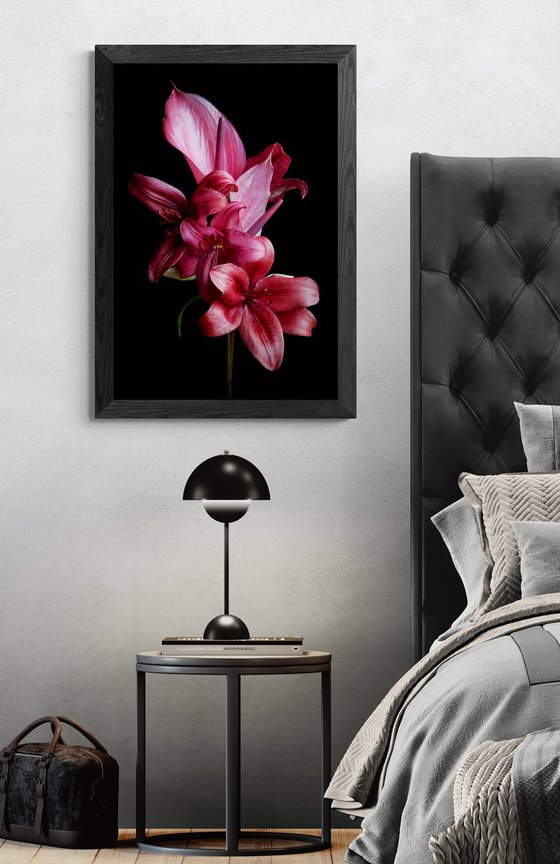 Anthurium and Lilies
