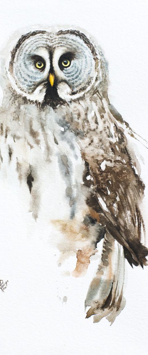Great Grey Owl (Strix nebulosa) by Andrzej Rabiega