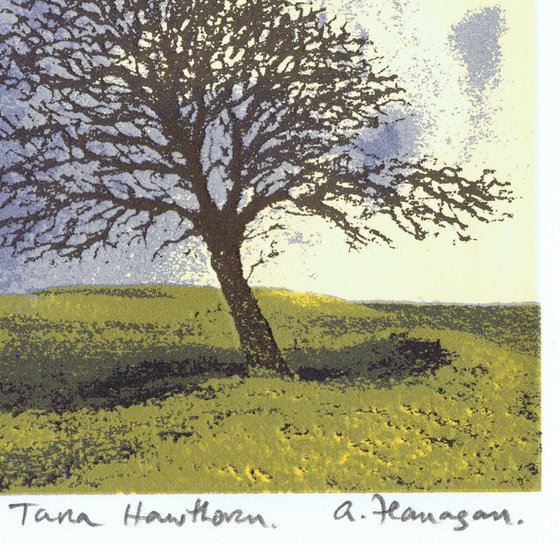 Tara Hawthorn