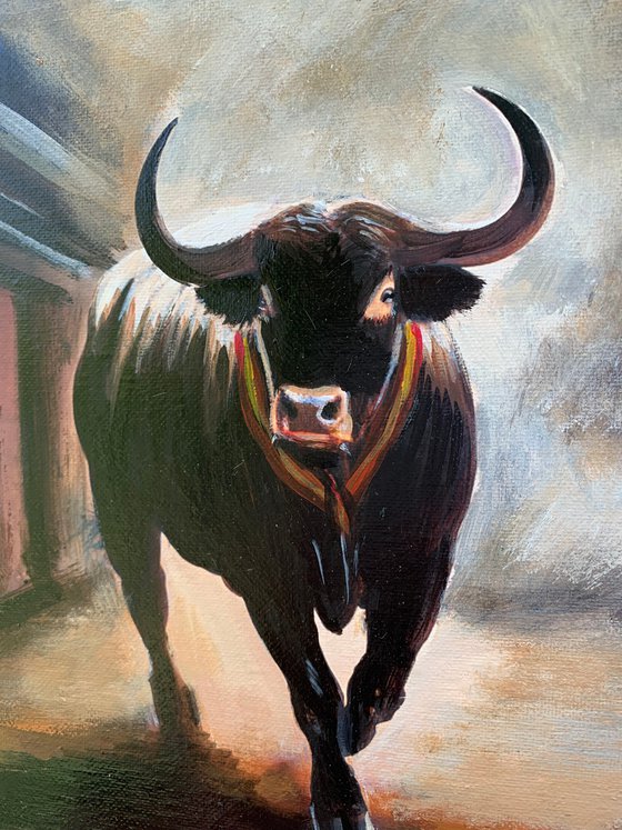 Spanish Bull