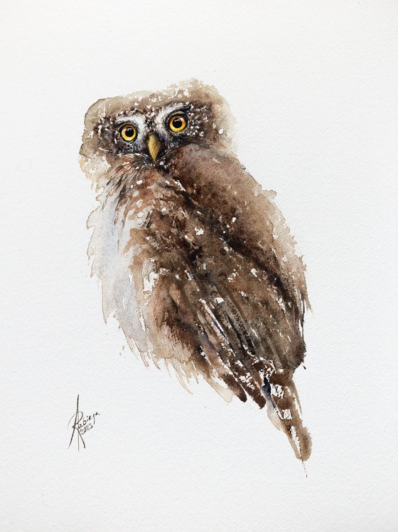 Eurasian Pygmy Owl