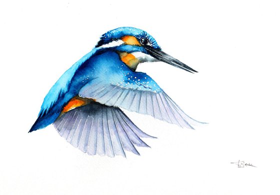 Flying Kingfisher, wildlife, birds and nature watercolour