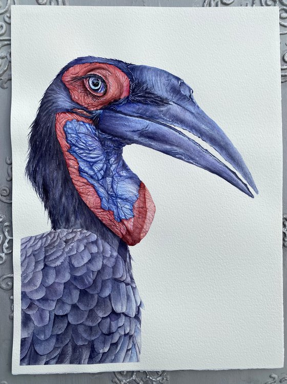 Ground Hornbill, bird portrait