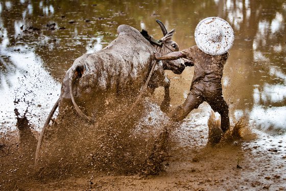 Pacu Jawi 5