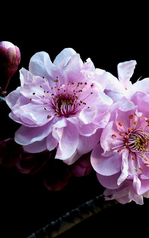 Plum Blossoms by Nadia Culph