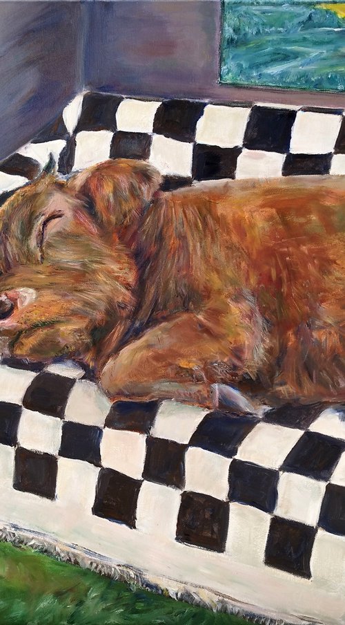 Highlander Cow At Home by Jura Kuba Art