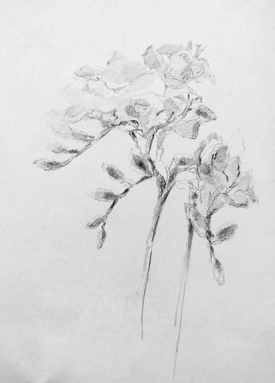 Freesias #4 Original pencil drawing.