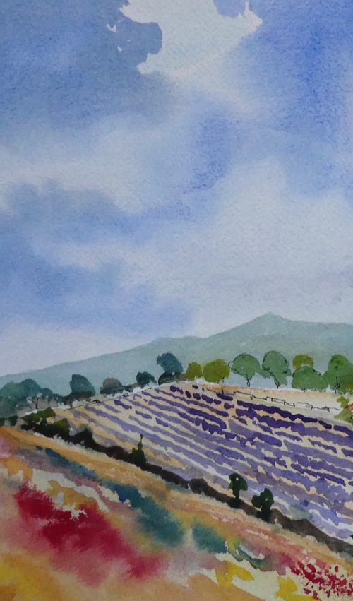 Lavender and wild flowers in Provence by Brian Tucker