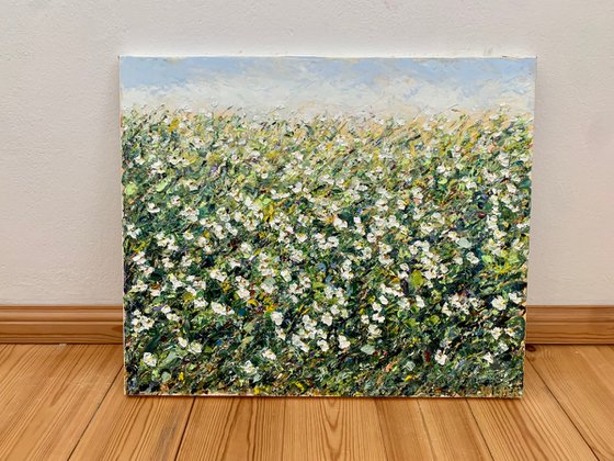 Field of white daisies