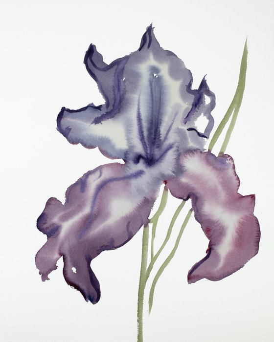 Iris No. 113