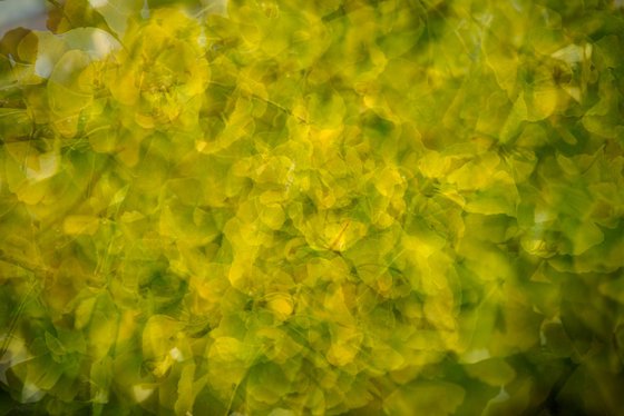 Gingko 1