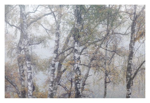 November Forest VI by David Baker