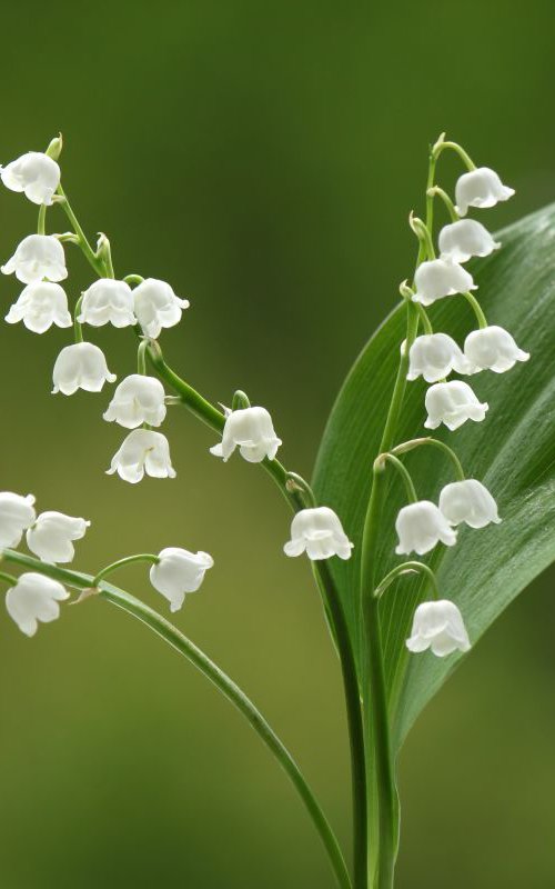 Lily of the valley by Sonja  Čvorović