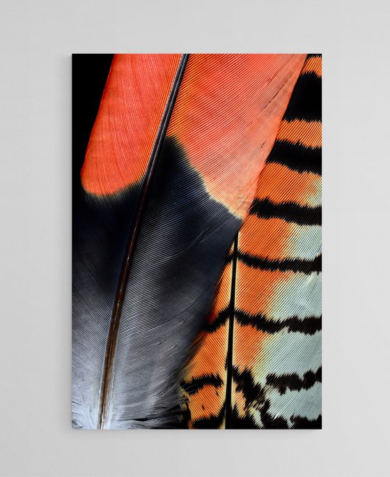 Red - Tailed Cockatoo Feathers
