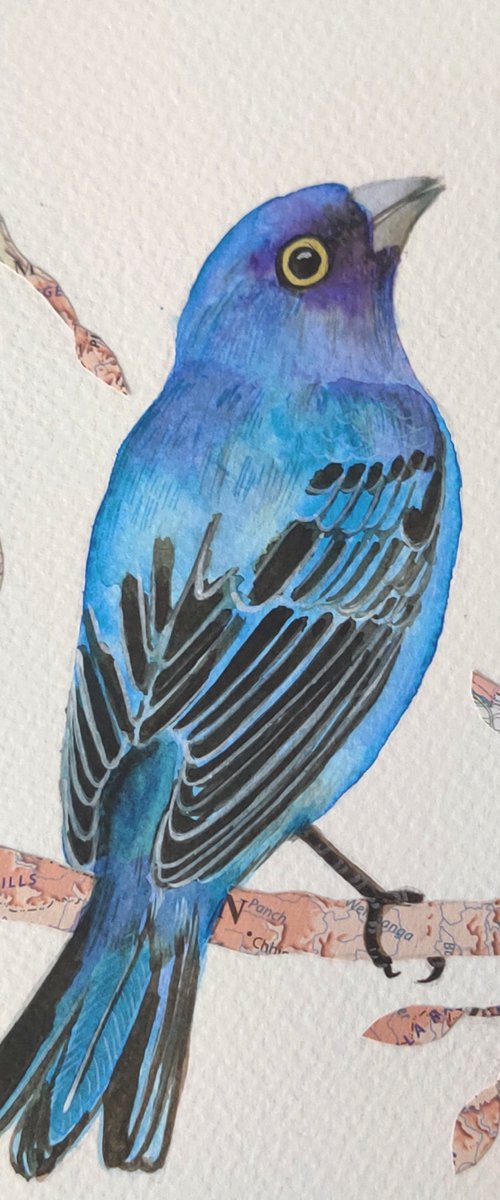 Indigo Bunting by Ketki Fadnis