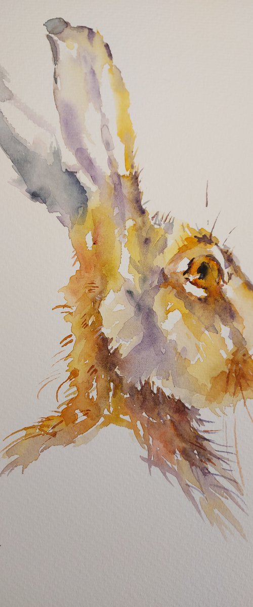 March Hare by Sue  Green
