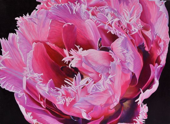Closeup pink tulip