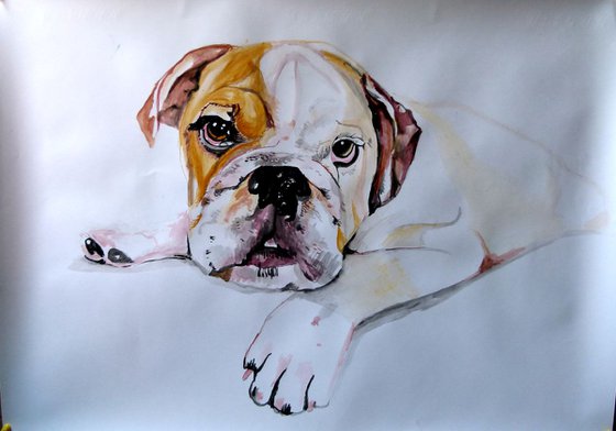 Bulldog